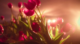 Tulips High quality wallpapers