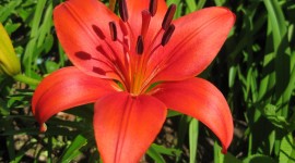 Lily Flowers HD Wallpapers