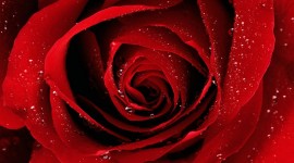 Red Rose Download for desktop