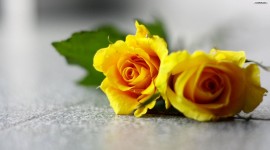 Yellow Rose Widescreen