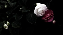 Black Rose Iphone wallpapers