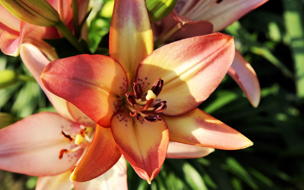 Lily Flowers wallpapers HD