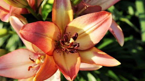 Lily Flowers wallpapers high quality