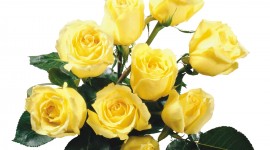 Yellow Rose HD Wallpapers