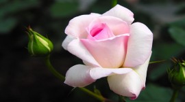 White Rose HD