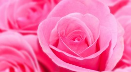 Pink Rose 1080p