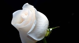 White Rose Pictures