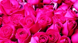 Pink Rose Widescreen