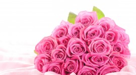 Pink Rose Pics