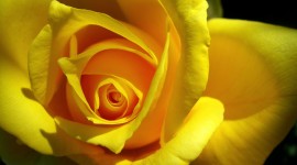 Yellow Rose Pictures