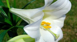 Lily Flowers High quality wallpapers
