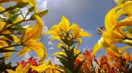 Lily Flowers Widescreen