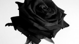 Black Rose High quality wallpapers