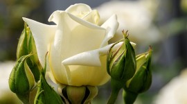 White Rose Widescreen