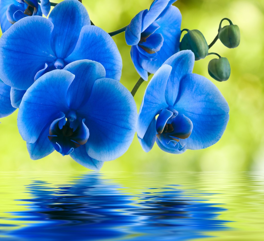 Blue Orchid wallpapers HD