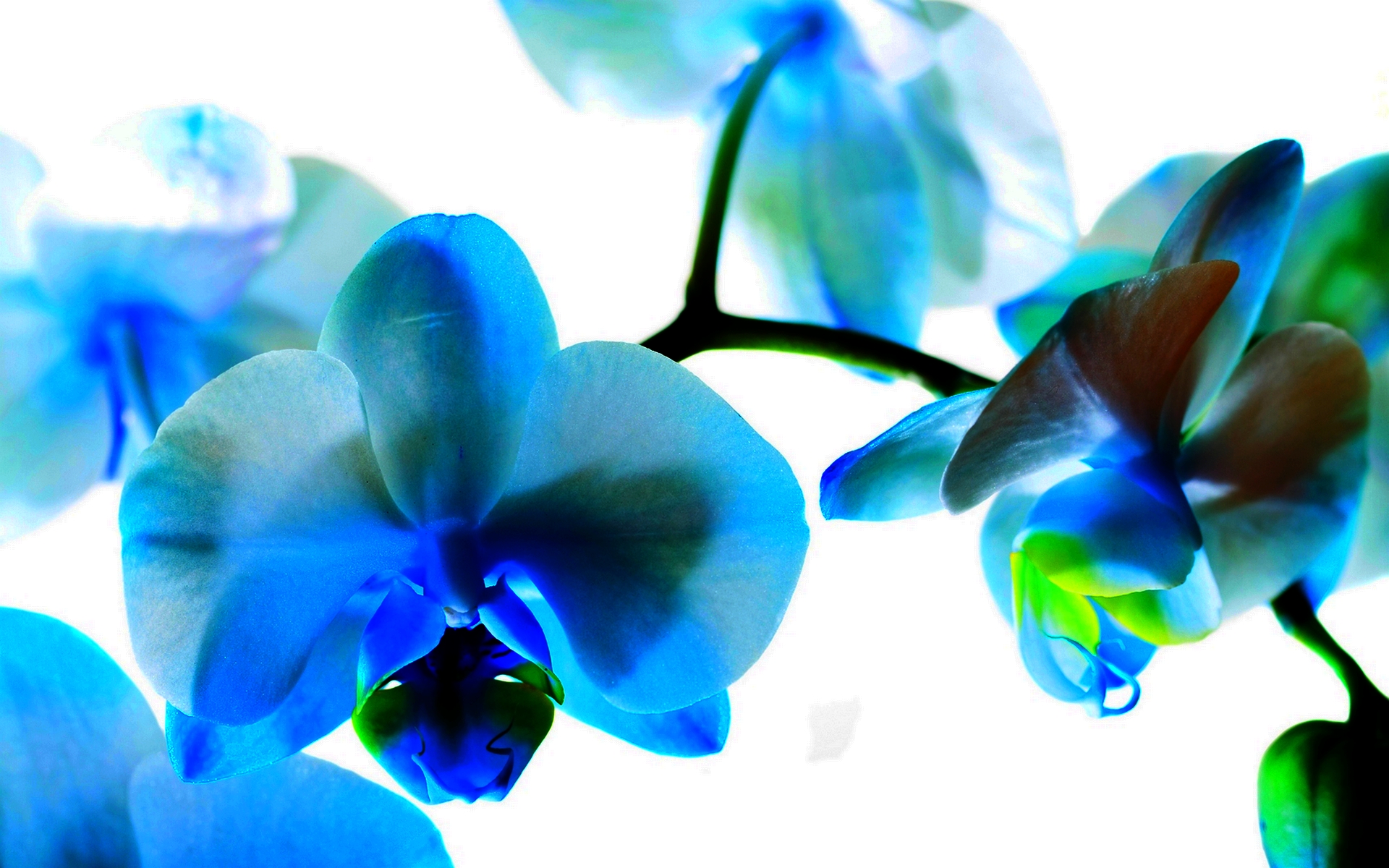 Blue Orchid Wallpapers High Quality | Download Free