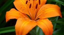 Lily Flowers HD
