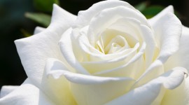 White Rose background