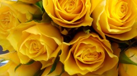Yellow Rose pic