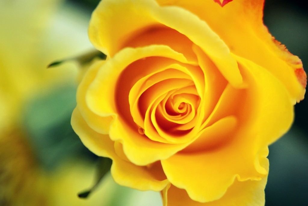 Yellow Rose wallpapers HD
