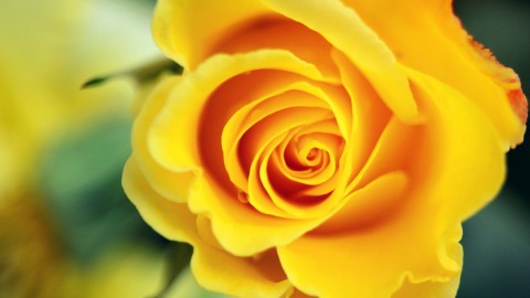 Yellow Rose wallpapers high quality