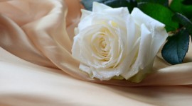 White Rose Images