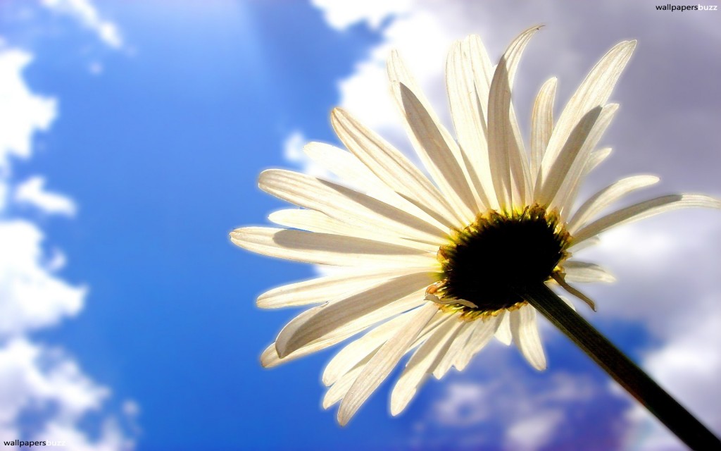 Chamomile wallpapers HD