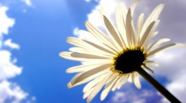 Chamomile HD Wallpapers