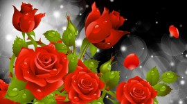 Red Rose Pictures