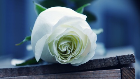 White Rose wallpapers high quality