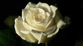 White Rose 4K