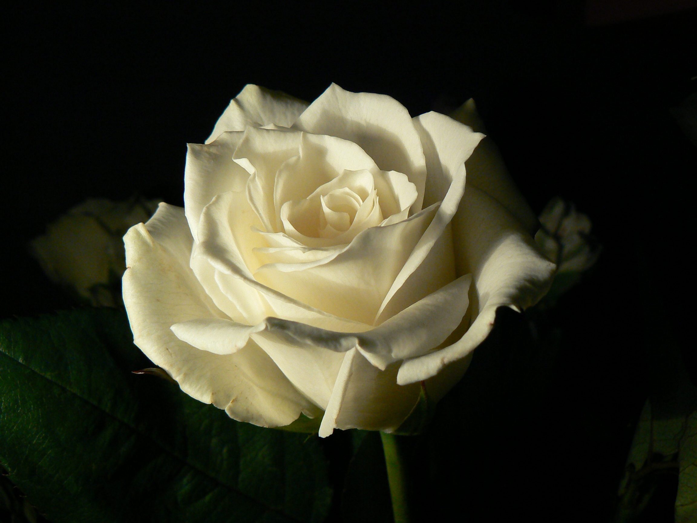White Rose Wallpapers High Quality Download Free