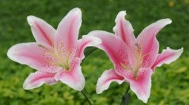 Lily Flowers 1080p
