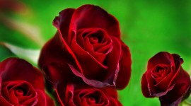Red Rose HD Wallpapers