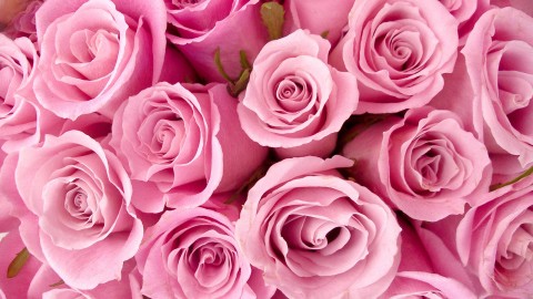 Pink Rose wallpapers high quality
