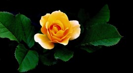 Yellow Rose Photos