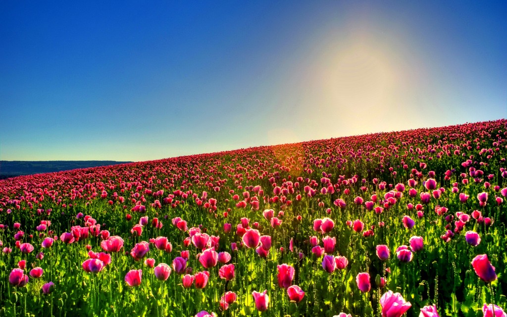 Tulips wallpapers HD