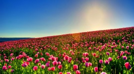 Tulips HD Wallpapers