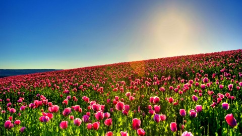 Tulips wallpapers high quality