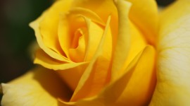 Yellow Rose HD Wallpaper