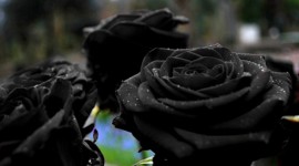 Black Rose Wallpaper