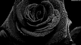 Black Rose High Definition