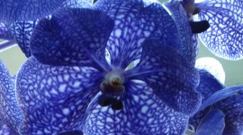 Blue Orchid HD Wallpapers