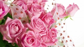Pink Rose Pictures