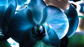 Blue Orchid Images