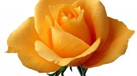 Yellow Rose Wallpapers HQ