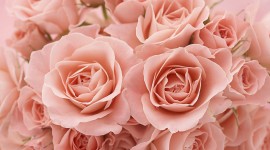 Pink Rose background