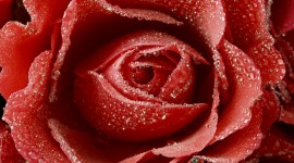 Red Rose 4K