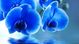 Blue Orchid Free download