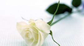 White Rose pic